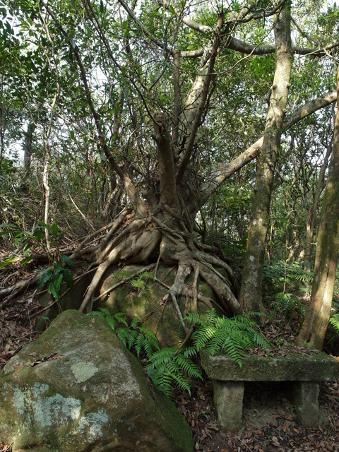 大崙尾山 (58).JPG