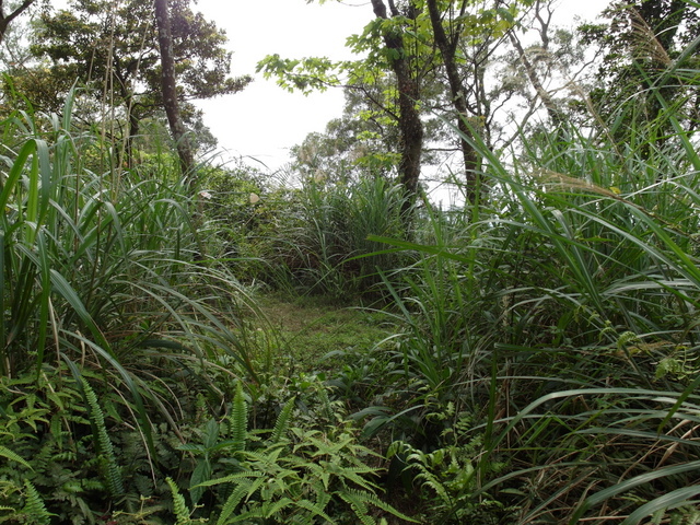 桃園 小粗坑山 (8).JPG