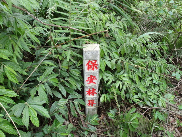 桃園 小粗坑山 (28).JPG