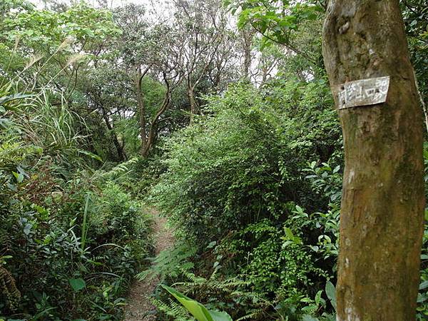 桃園 清水坑山 (13).JPG