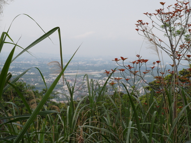 桃園 清水坑山 (15).JPG