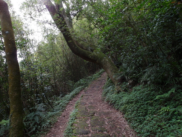 清天宮步道 (63).JPG