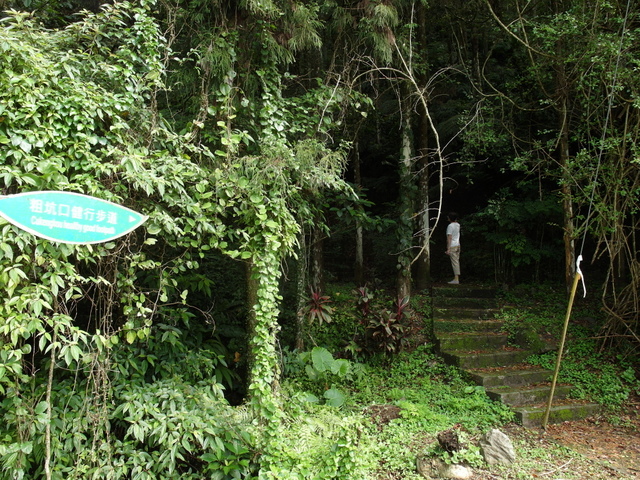 獅公髻尾山、粗坑口健行步道 (12).JPG