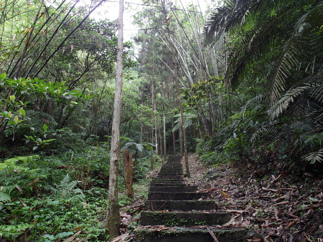 獅公髻尾山、粗坑口健行步道 (14).JPG