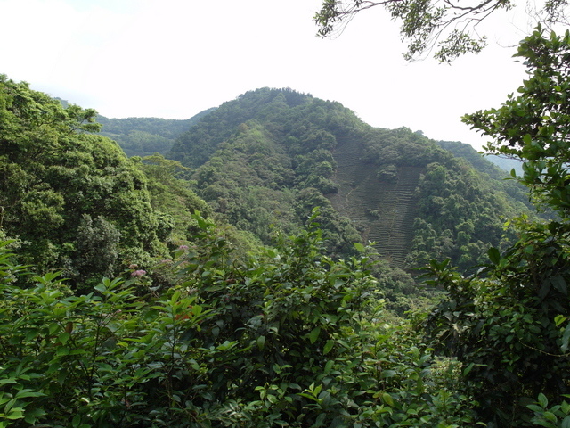 獅公髻尾山、粗坑口健行步道 (21).JPG