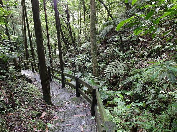 獅公髻尾山、粗坑口健行步道 (29).JPG