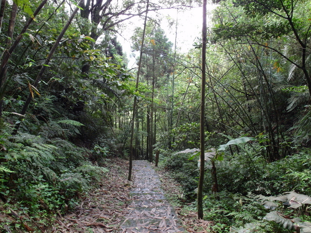 獅公髻尾山、粗坑口健行步道 (28).JPG