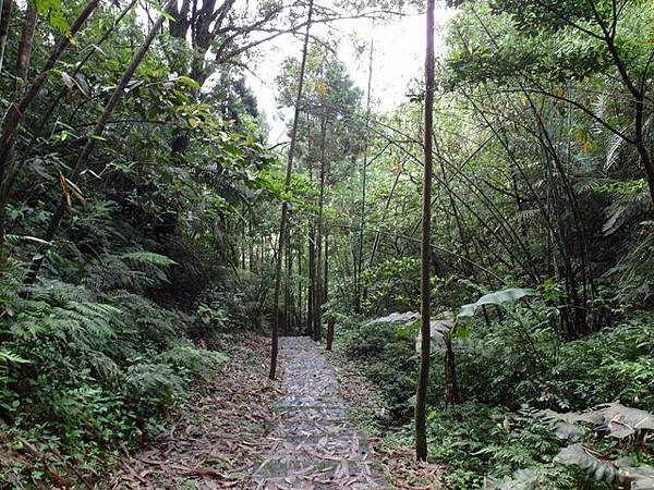 獅公髻尾山、粗坑口健行步道 (28).JPG