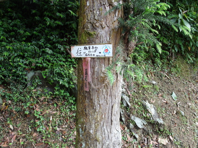 獅公髻尾山、粗坑口健行步道 (32).JPG