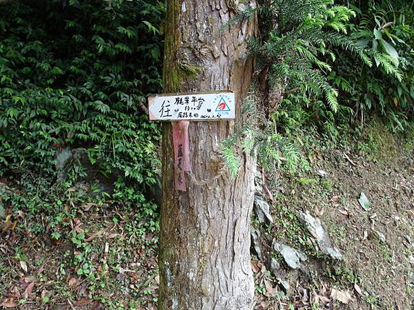 獅公髻尾山、粗坑口健行步道 (32).JPG