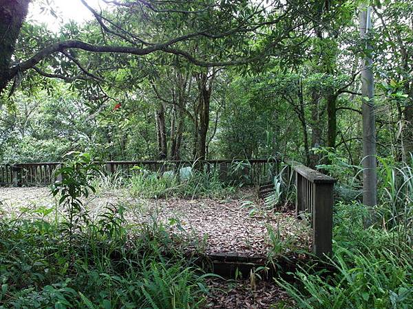 獅公髻尾山、粗坑口健行步道 (37).JPG