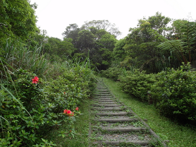 獅公髻尾山、粗坑口健行步道 (87).JPG