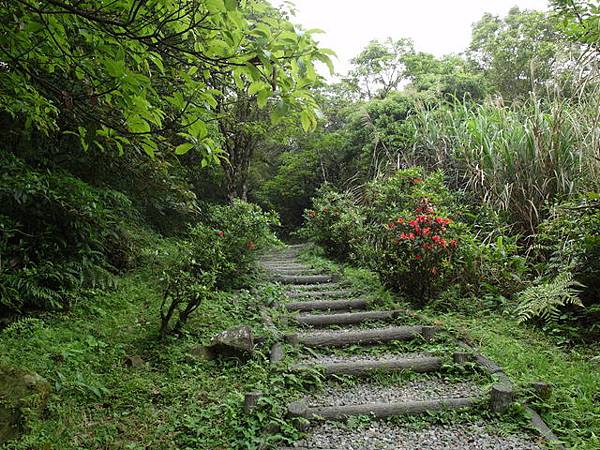 獅公髻尾山、粗坑口健行步道 (85).JPG