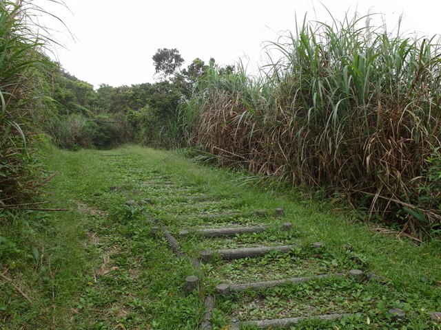 獅公髻尾山、粗坑口健行步道 (88).JPG