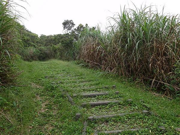 獅公髻尾山、粗坑口健行步道 (88).JPG