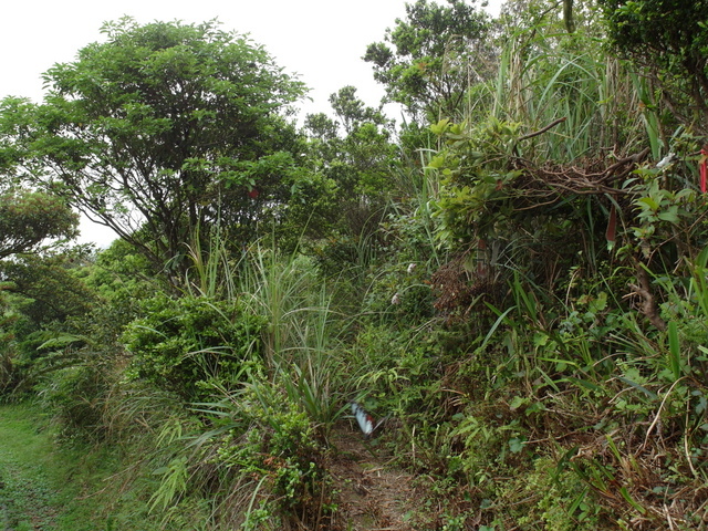 獅公髻尾山、粗坑口健行步道 (91).JPG