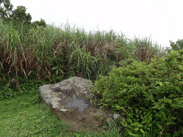 獅公髻尾山、粗坑口健行步道 (101).JPG