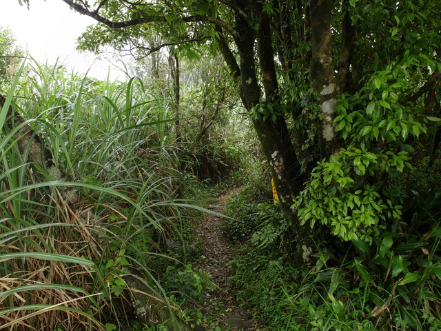 獅公髻尾山、粗坑口健行步道 (103).JPG