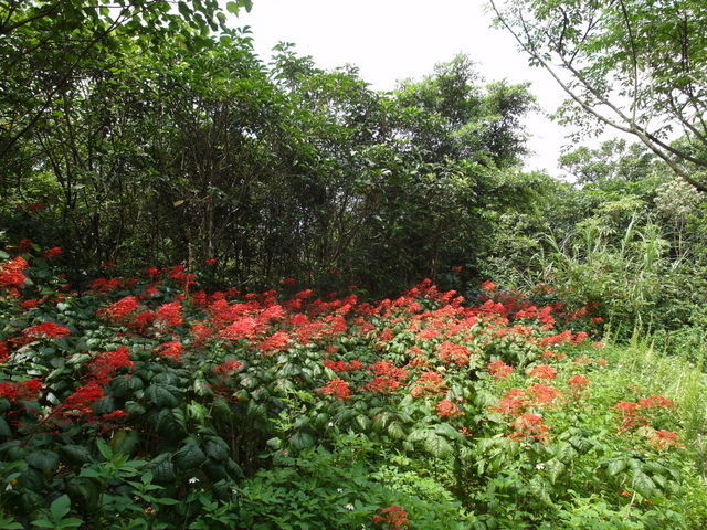 蘇澳 七星嶺、蘇澳山 (20).JPG