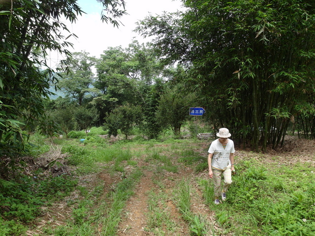 桃園縣 復興鄉 枕頭山 (19).jpg