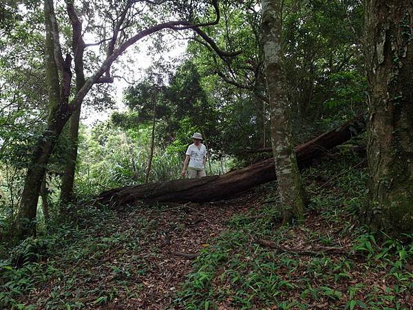 桃園縣 復興鄉 枕頭山 (31).jpg