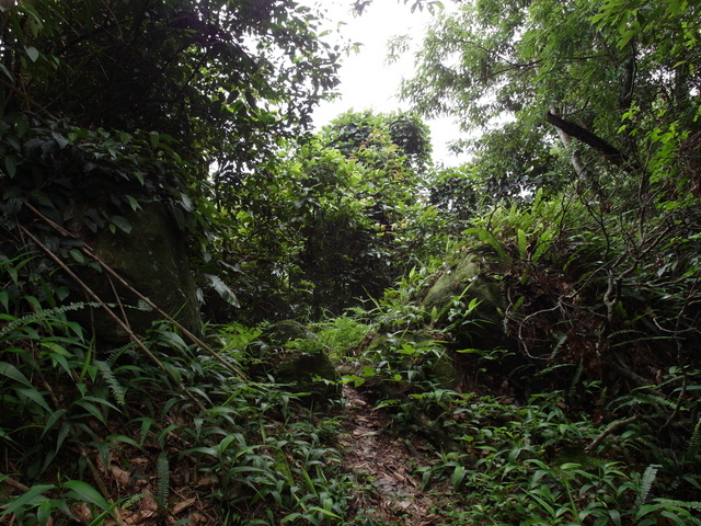 桃園縣 復興鄉 枕頭山 (32).jpg