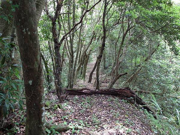 桃園縣 復興鄉 枕頭山 (33).jpg