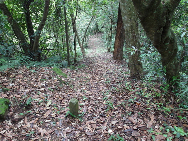 桃園縣 復興鄉 枕頭山 (37).jpg