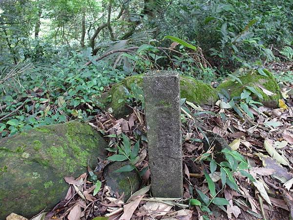 桃園縣 復興鄉 枕頭山 (51).jpg