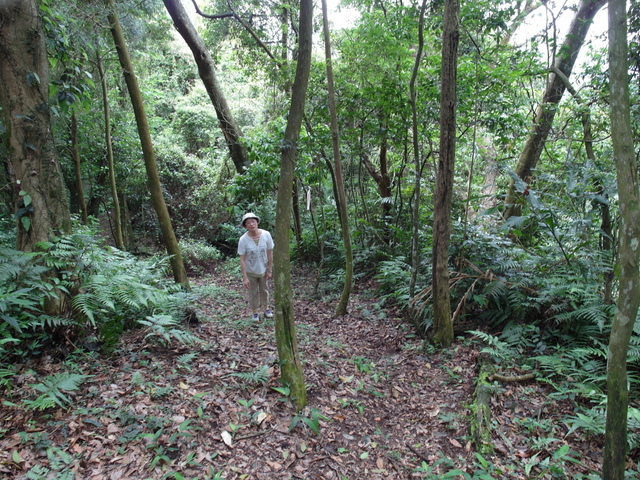 桃園縣 復興鄉 枕頭山 (57).jpg