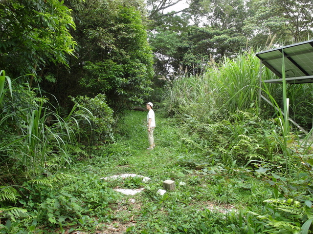 桃園縣 復興鄉 枕頭山 (69).jpg