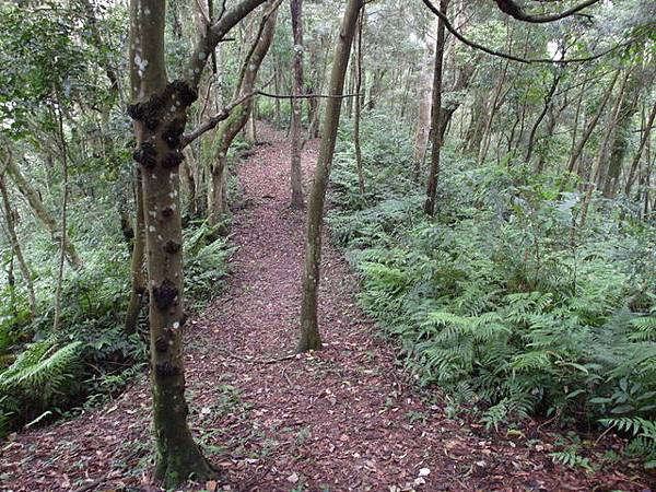 桃園縣 復興鄉 枕頭山 (72).jpg