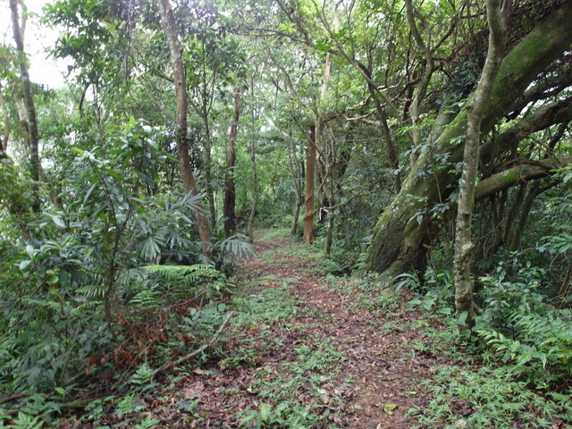 桃園縣 復興鄉 枕頭山 (75).jpg