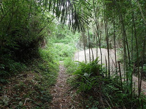 桃園縣 復興鄉 枕頭山 (95).jpg