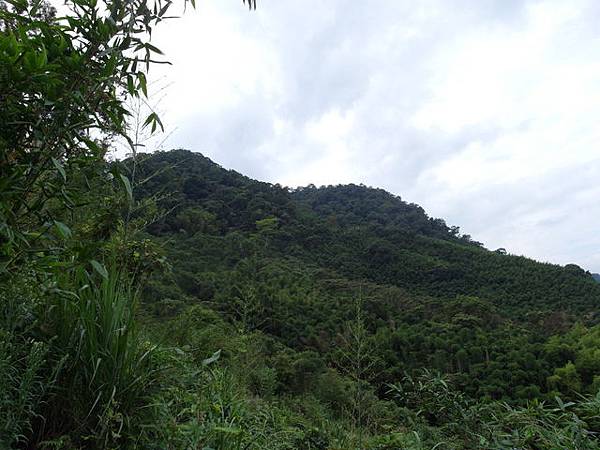 桃園縣 復興鄉 枕頭山 (98).jpg