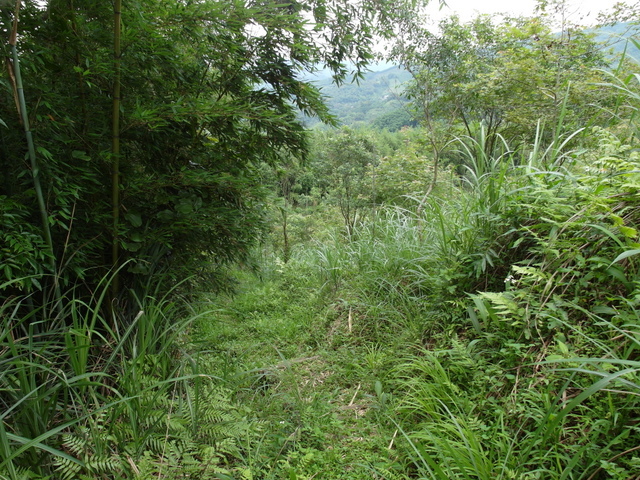 桃園縣 復興鄉 枕頭山 (104).jpg