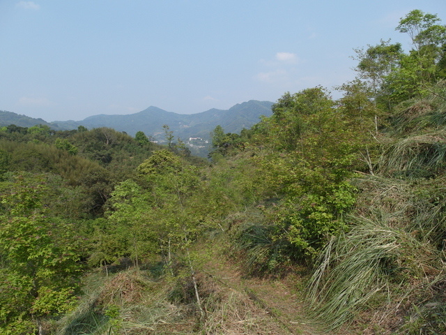 桃園縣 復興鄉 枕頭山 (111).jpg