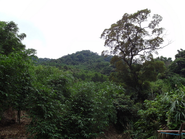 桃園縣 復興鄉 枕頭山 (129).jpg