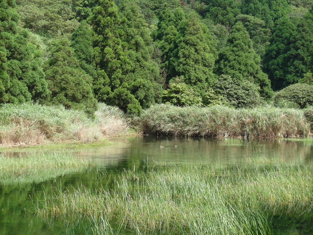 七星山東峰、七星公園、夢幻湖 (44).JPG