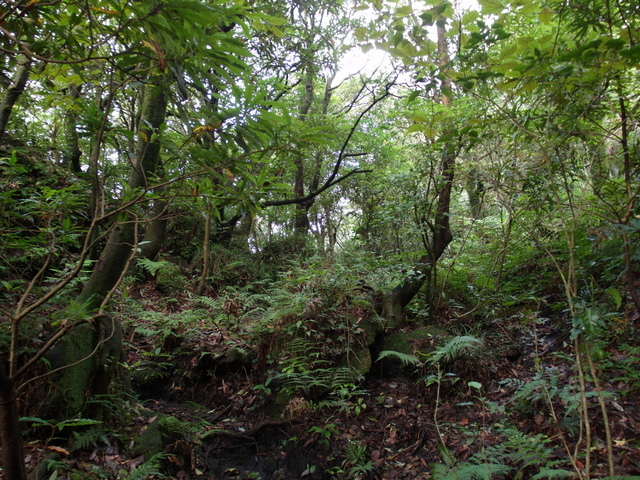 七星山東峰、七星公園、夢幻湖 (90).JPG