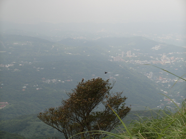 七星山東峰、七星公園、夢幻湖 (144).JPG