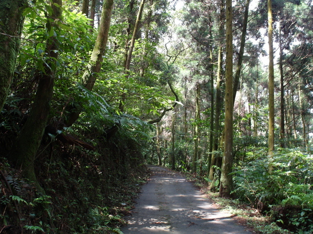 大崎頭山、直潭山 (76).JPG