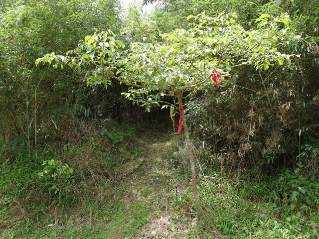 大崎頭山、直潭山 (78).JPG