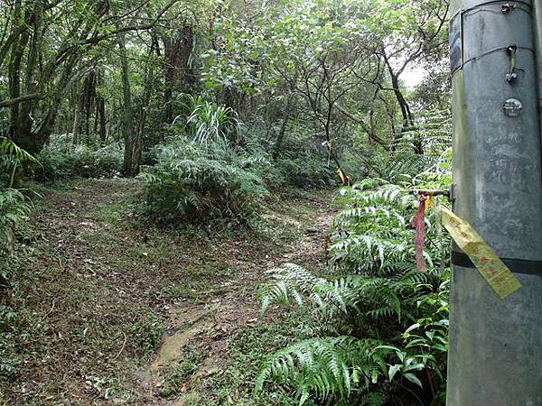 大崎頭山、直潭山 (89).JPG