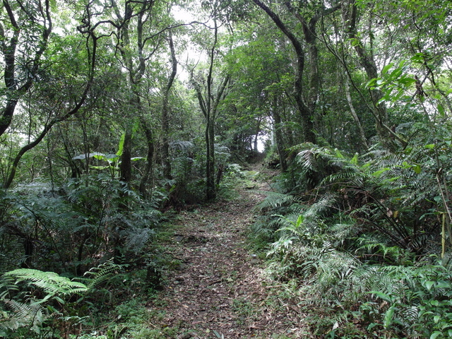 大崎頭山、直潭山 (90).JPG