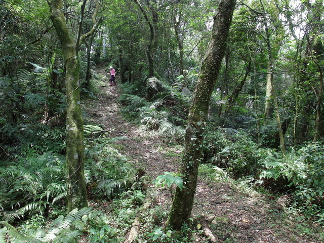 大崎頭山、直潭山 (112).JPG