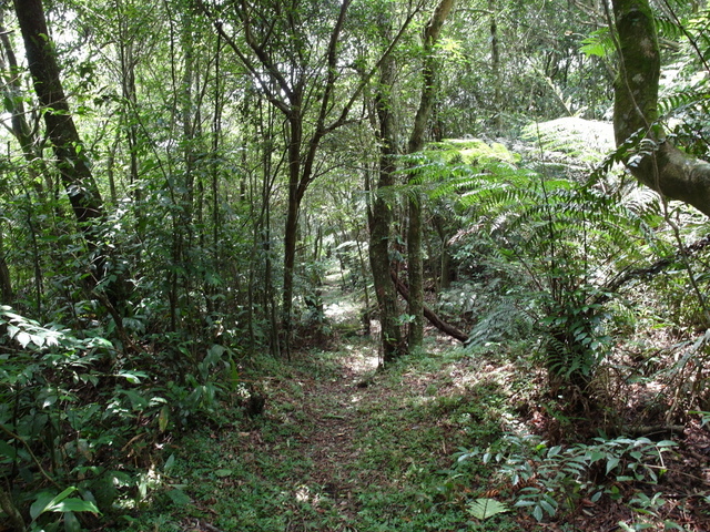 大崎頭山、直潭山 (121).JPG