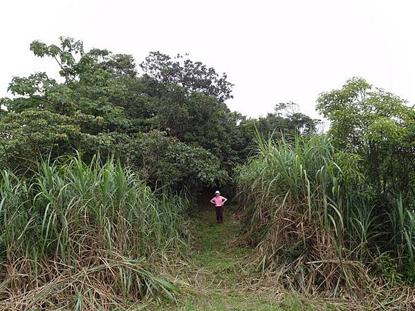 大崎頭山、直潭山 (125).JPG