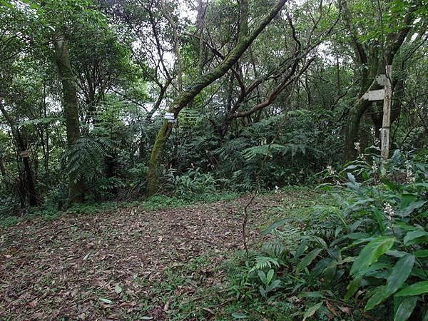 大崎頭山、直潭山 (127).JPG