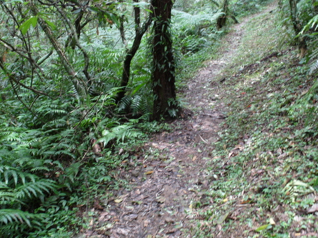 大崎頭山、直潭山 (138).JPG